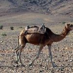 Camel train in desert